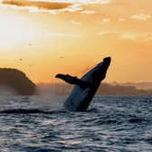 Whale Watching