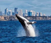 Whale Watching
