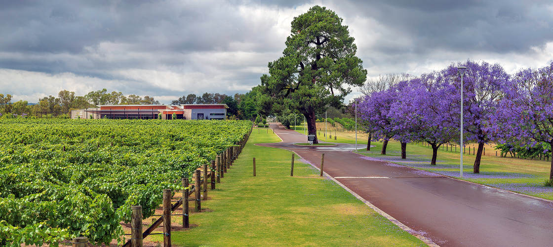 Swan Valley Private Winery Tour and Lunch Buy Voucher Gift It Now