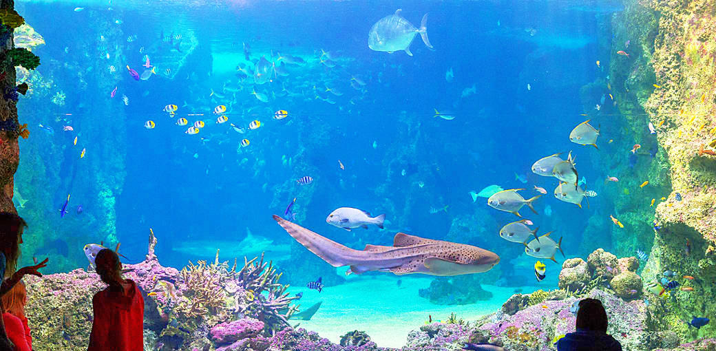 Sydney Aquarium Combo Passes Experience Oz
