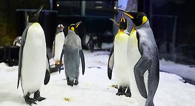 SEA LIFE Sydney Aquarium Tickets