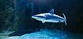 SeaLife Sydney shark