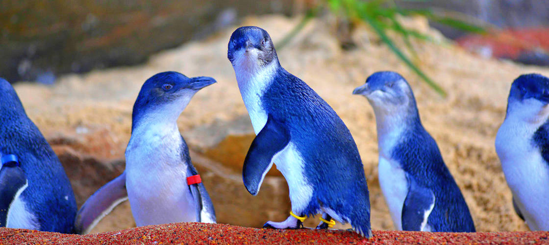 SEA LIFE Manly Aquarium Cheap things to do in Sydney