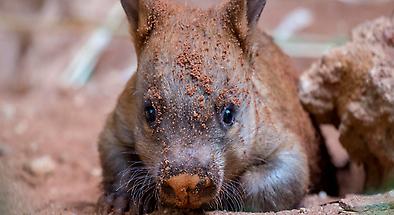 Adelaide Zoo Animal Encounter Experiences