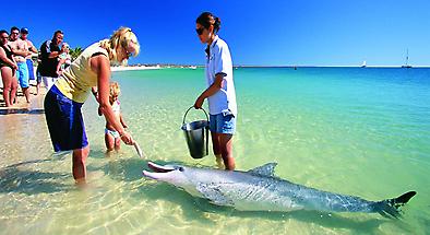 Perth to Monkey Mia Return 4 Day Tour