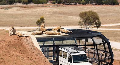 Helicopter Tour with Monarto Zoo Lion Encounter and Winery Lunch