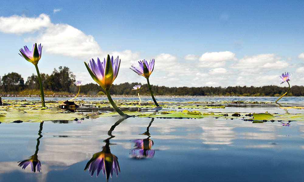 Lillies everglades noosa