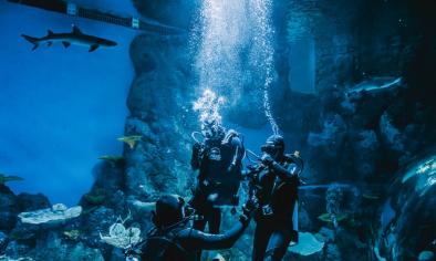 Dive with the Sharks at Cairns Aquarium