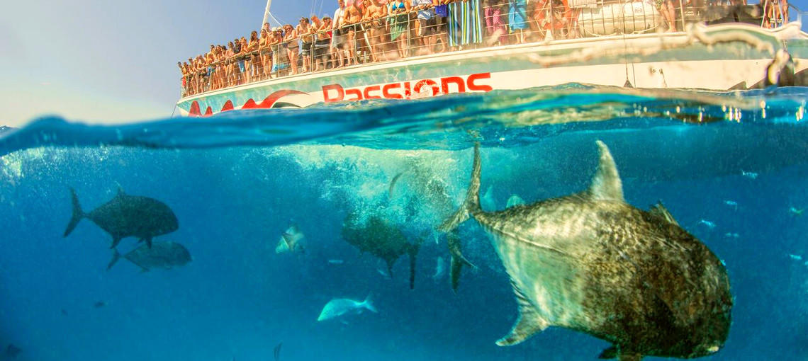 great barrier reef tropical fish