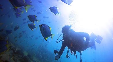 Gold Coast Scuba Diving and Snorkelling Tours