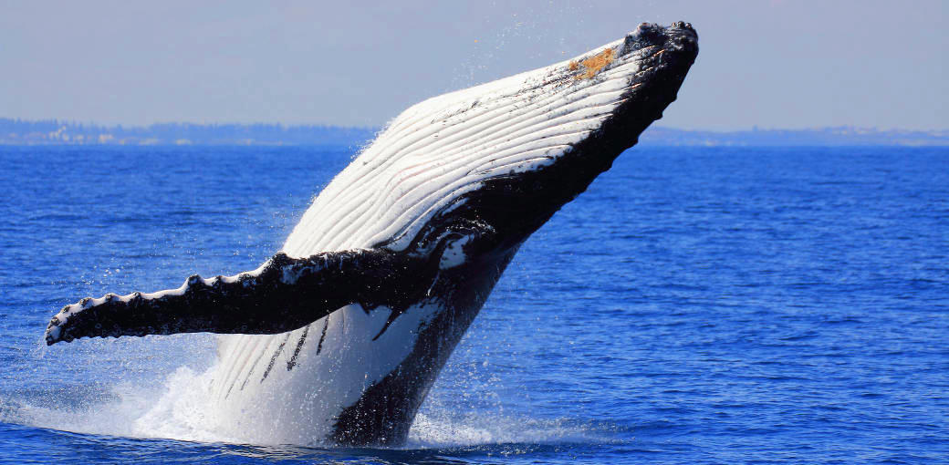 Thumbnail for gallery