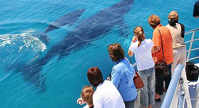 Brisbane Whale Watching Cruises