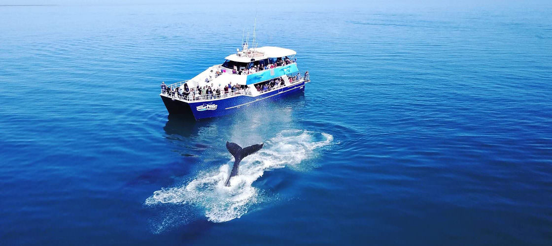 Hervey Bay Afternoon Whale Watching Tour | Experience Oz