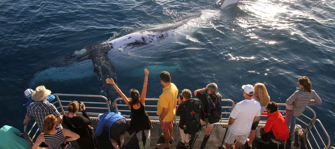 Hervey Bay Whale Watching