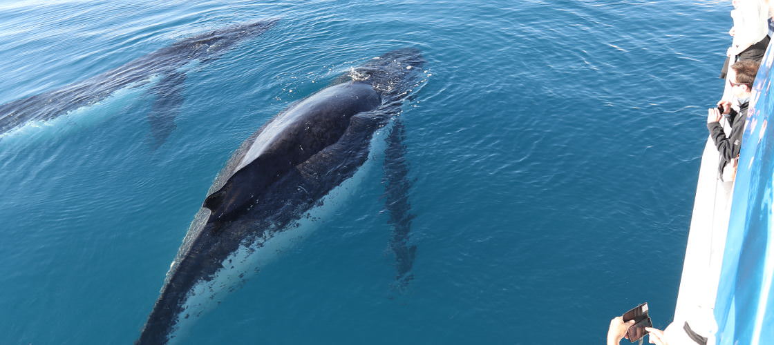 Hervey Bay Whale Watching