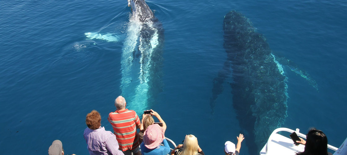 hervey bay afternoon whale watch
