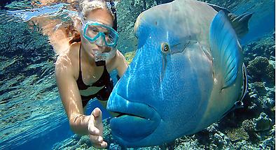 Great Barrier Reef Cruise to Marine World Pontoon