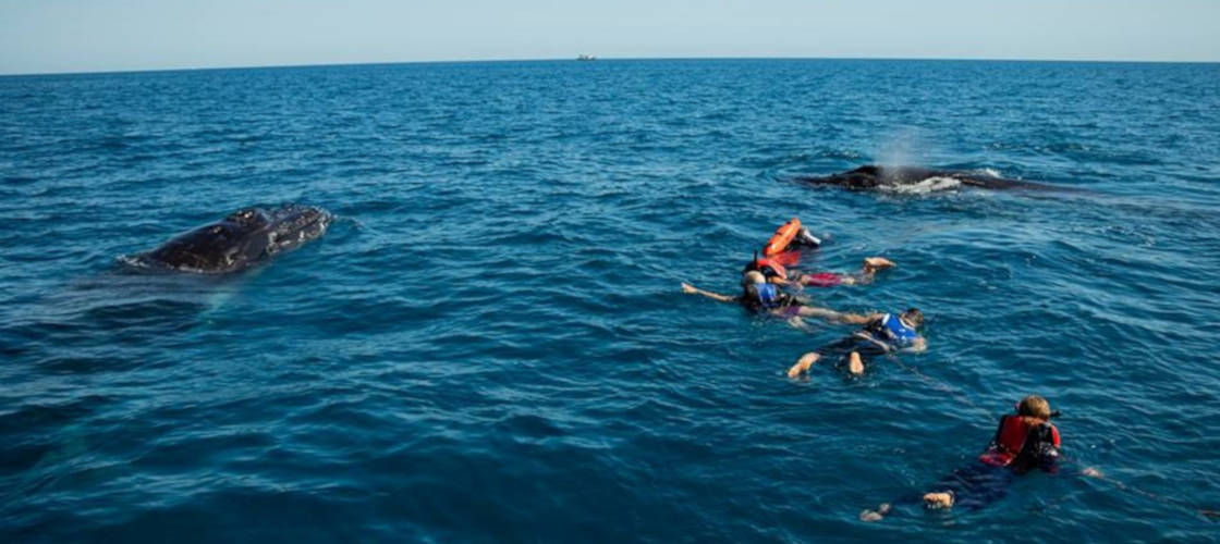 Swim with whales Hervey Bay