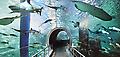 SEA LIFE Melbourne Aquarium 