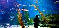 Melbourne Aquarium