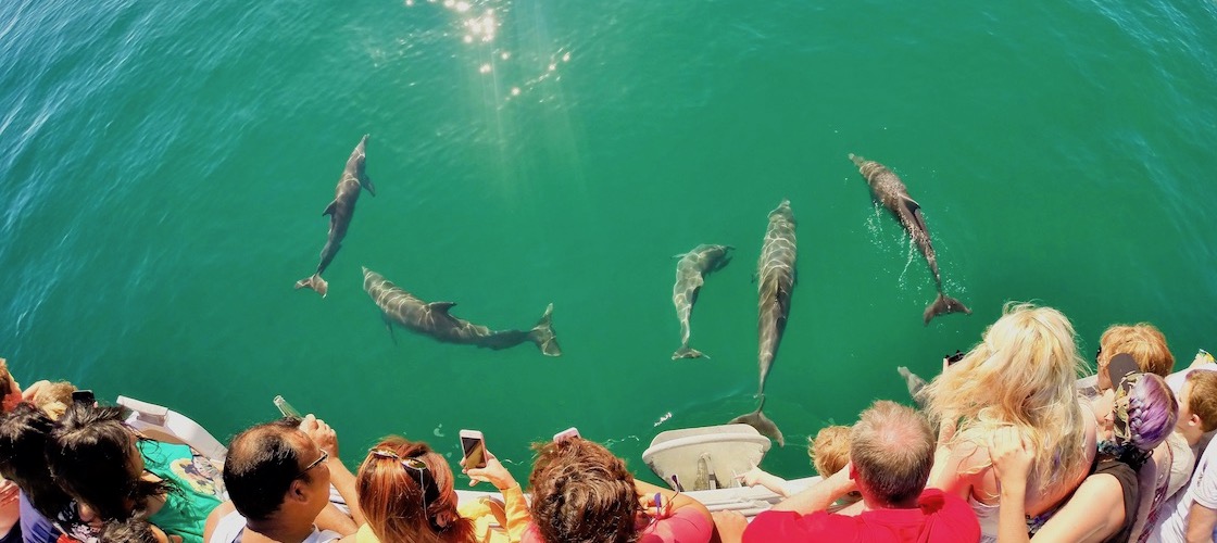 moreton bay dolphins