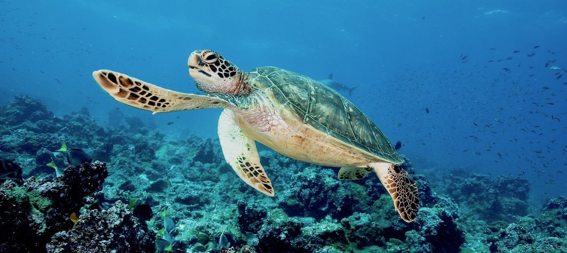 moreton bay sea turtle