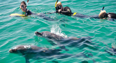 Swim with Wild Dolphins Cruise from Perth