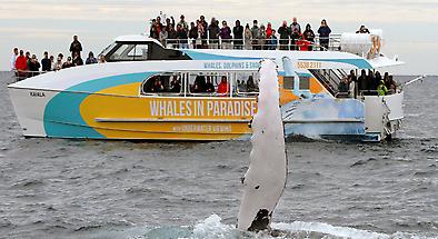 Whale Watch Cruises from Surfers Paradise
