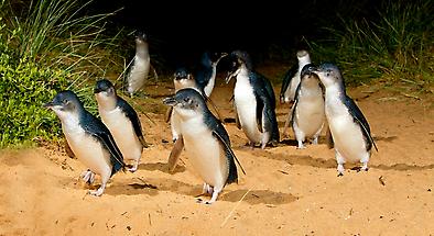 Phillip Island 4 Park Nature Pass with Optional Eco Boat Tour