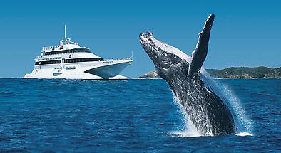 Tangalooma Island Resort Whale Watching Cruises