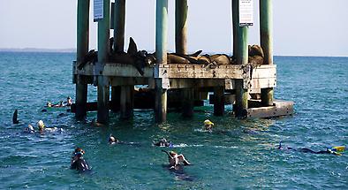 Swim with Seals and Dolphins from Queenscliff