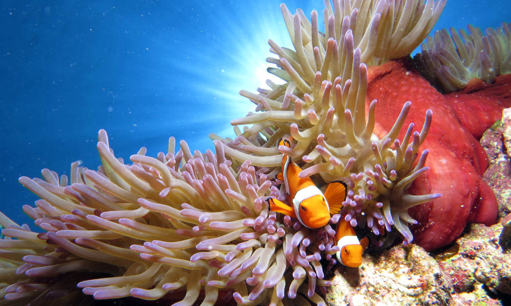 Silversonic Port Douglas Great Barrier Reef clown fish nemo 