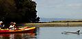 Kayaking with Dolphins in Adelaide