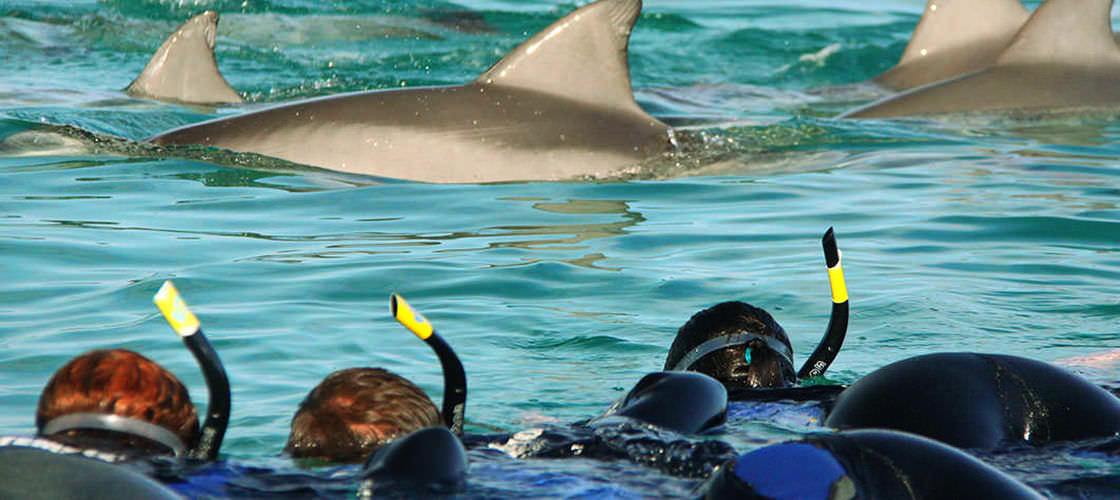 Swim with Dolphins Adelaide
