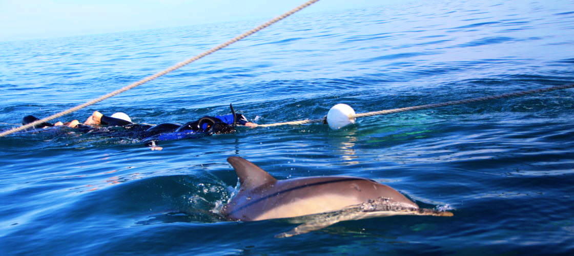 Glenelg Dolphin Swim
