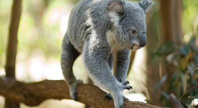 Lone Pine Koala Sanctuary and River Cruise Packages