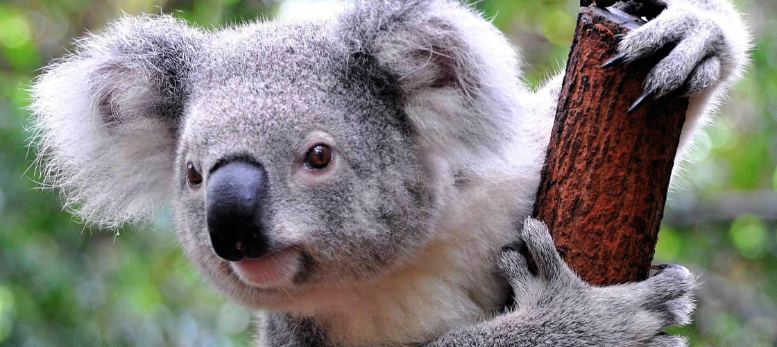 Currumbin Wildlife Sanctuary 