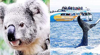 Whale Watch Cruise and Currumbin Wildlife Sanctuary Entry Package