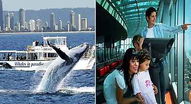 Whale Watch Cruise with FREE SkyPoint Observation Deck Entry