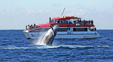 Morning and Afternoon Whale Watching Tours