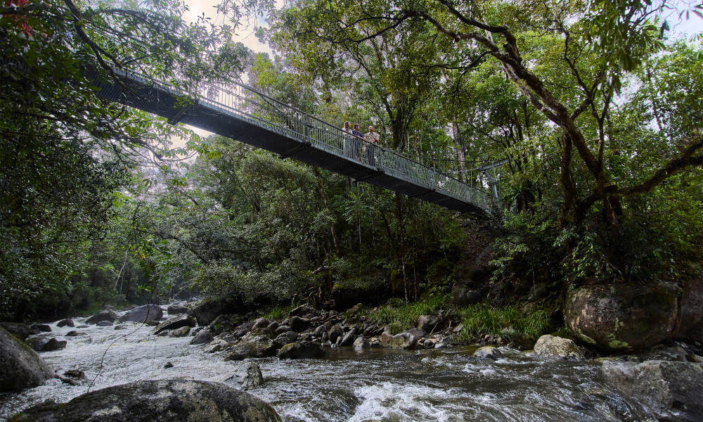Adventure North Australia  Daintree rainforest walk 