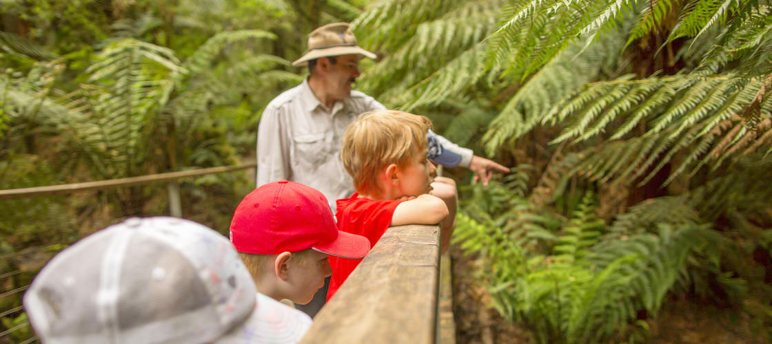 otway fly treetop walk