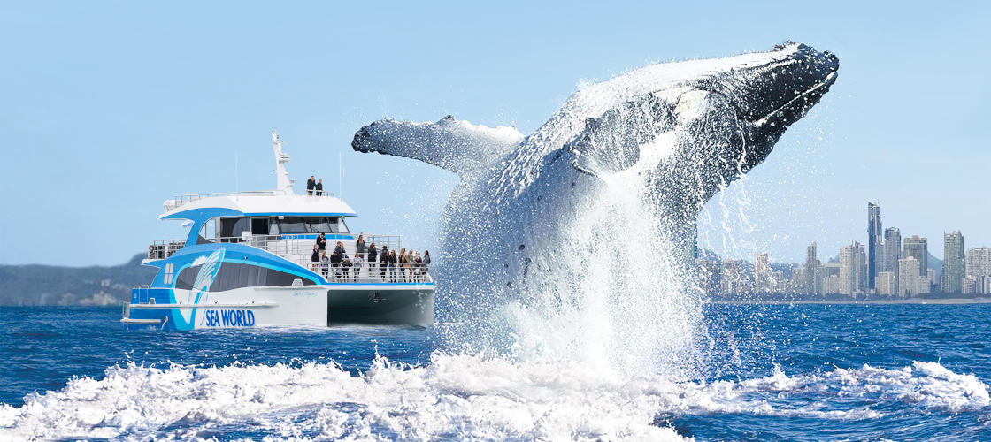 sea world cruises whale watching