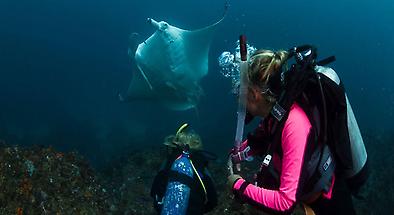 Diving Trips in Byron Bay