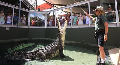 Feed the Crocs at Crocosaurus Cove including VIP Tour