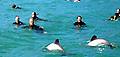 Akaroa Dolphin Swims NZ