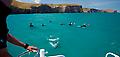 Akaroa Dolphin Swim