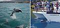 Akaroa and Dolphin Harbour Cruise
