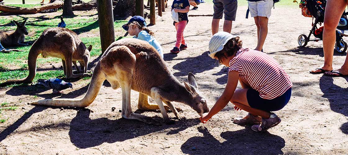 Lone Pine Koala Sanctuary Ticket Deals Experience Oz