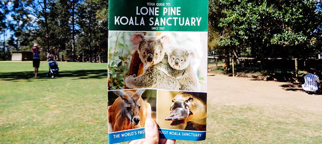 Lone Pine Koala Sanctuary Ticket Deals Experience Oz